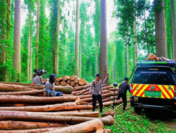 Upaya Pemerintah dalam Mengatasi Kejahatan Lingkungan dan Illegal Logging